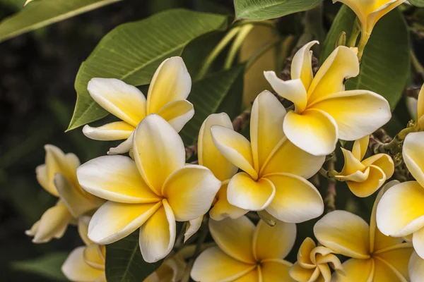 Квітка frangipani Живці квітів — стокове фото