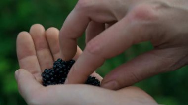 Sakin bir ormanda parmaklar olgun böğürtlenleri nazikçe kavrayıp zengin renklerini ve dokularını sergilerler. Nazik ışık oyunu bu doğal hasada sihirli bir dokunuş katıyor..