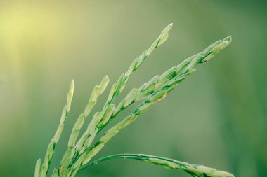 Tarlada yetişen ve hasat için bekleyen organik pirinçler. Çiftçinin arazisinde.