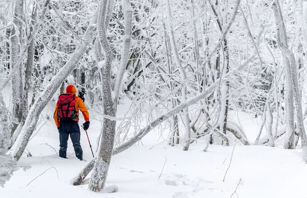 L'homme dans une forêt gelée — Photo