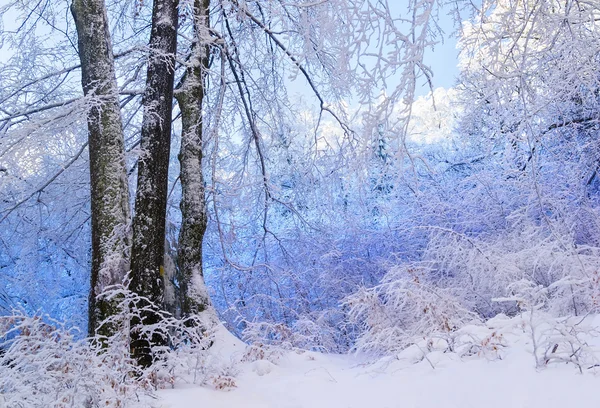 Modrá zasněženém lese — Stock fotografie