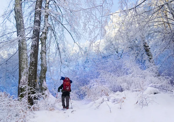 Senderismo de invierno en el bosque — Foto de Stock