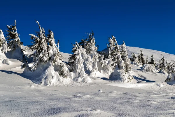 Árboles nevados en las montañas — Foto de Stock