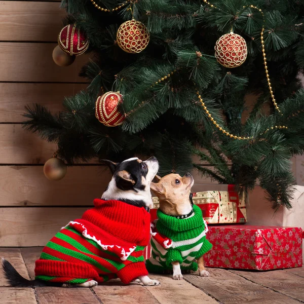 Köpek Noel kostümleri — Stok fotoğraf