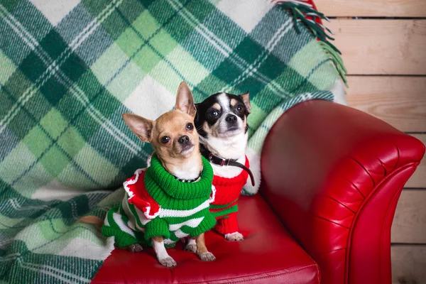 Köpek Noel kostümleri