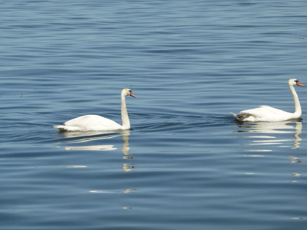 Лебеди на воде — стоковое фото