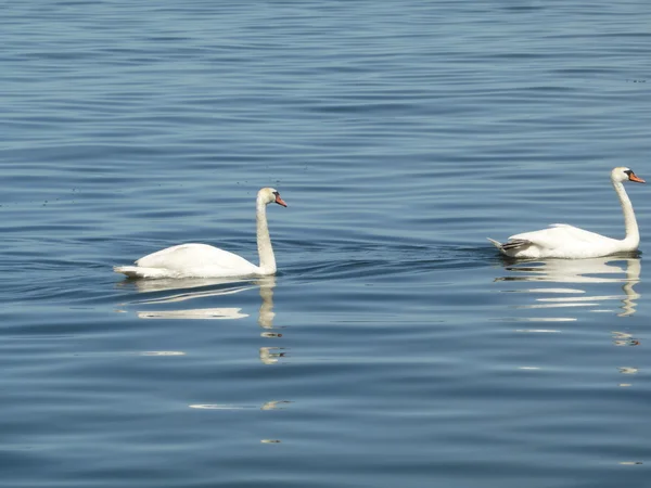 Cisnes en el agua — Foto de Stock