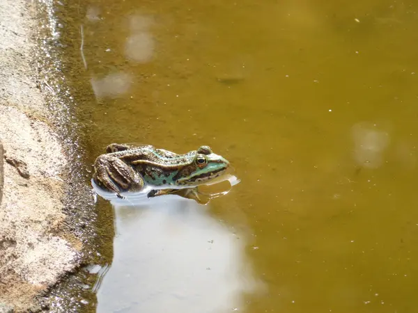 Двухцветная лягушка сидит на берегу воды — стоковое фото