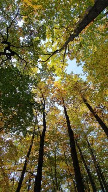 Sonbahar ağaçları uzun ağaçlarla çevrili. Düşük açılı çekim.