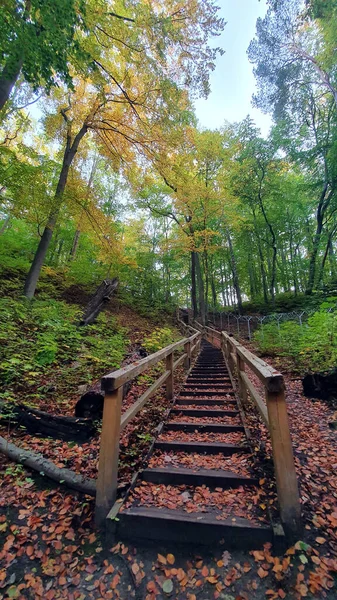 Holztreppen Herbstwald Gdingen Polen — Stockfoto