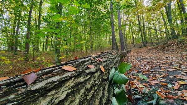 Uma Árvore Caída Meio Floresta — Fotografia de Stock
