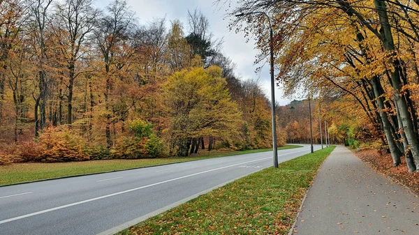 Gata Och Trottoar Höstskogen Inga Människor Eller Bilar — Stockfoto