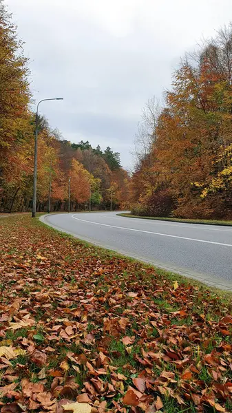 Rua Pavimento Floresta Outono Sem Pessoas Carros — Fotografia de Stock