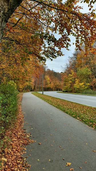 秋天森林里的街道和人行道 没有人也没有车 — 图库照片