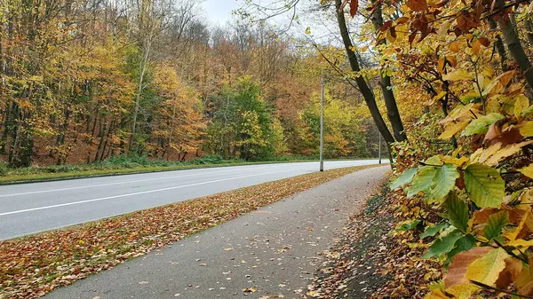秋天森林里的街道和人行道 没有人也没有车 — 图库照片