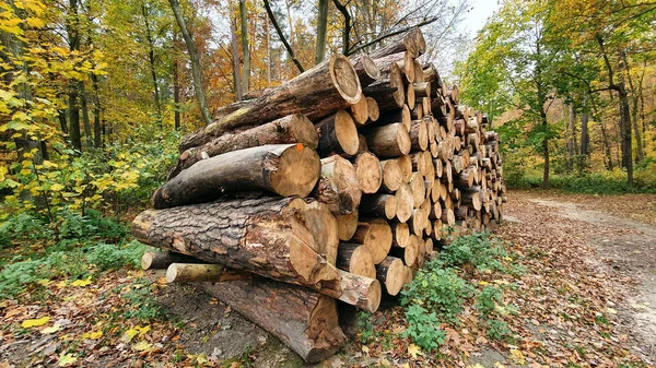 Árboles Cortados Pedazos Bosque Fotos De Stock Sin Royalties Gratis