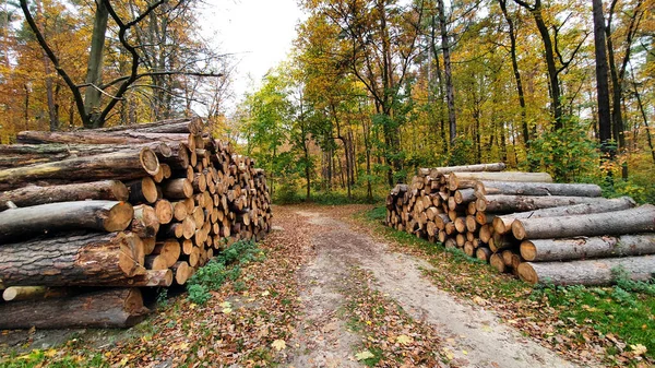 Árboles Cortados Pedazos Bosque Imagen De Stock