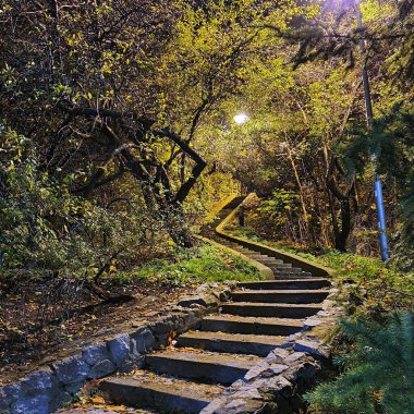 Yeşil, sık ormandaki gizemli merdivenler..