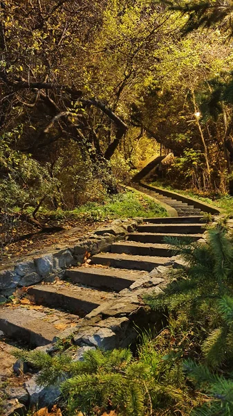 Mystisk Sten Slingrande Trappor Den Gröna Täta Skogen — Stockfoto