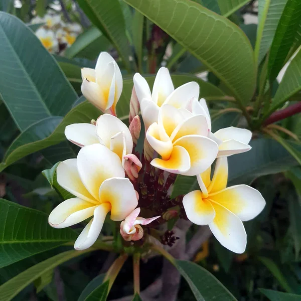 Plumeria 'da. Sarı beyaz çiçek açar yukarıdan, Frangipani.