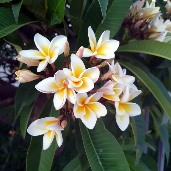 Plumeria Fiori Bianchi Gialli Dall Alto Frangipani — Foto Stock