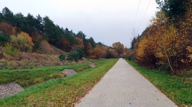 Sonbahar ormanı. Ormandaki sonbahar yapraklarının tüm renkleri.