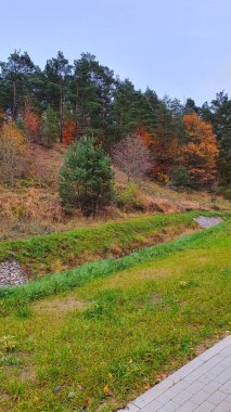 Sonbahar ormanı. Ormandaki sonbahar yapraklarının tüm renkleri.