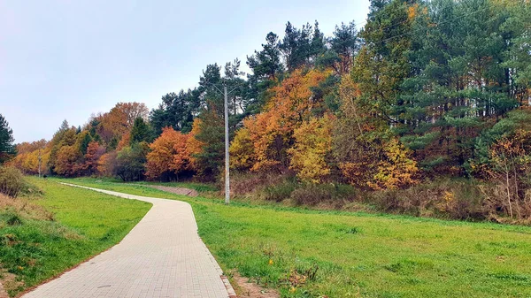 Floresta Outono Todas Cores Das Folhas Outono Floresta — Fotografia de Stock