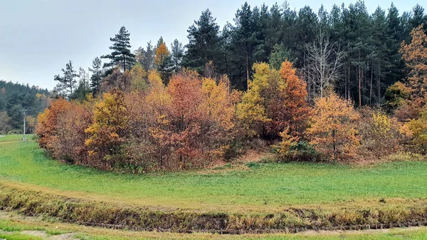 Осенний Лес Цвета Осенних Листьев Лесу — стоковое фото