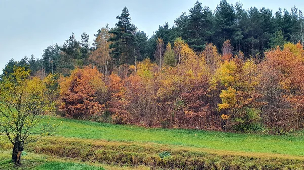 Sonbahar Ormanı Ormandaki Sonbahar Yapraklarının Tüm Renkleri — Stok fotoğraf