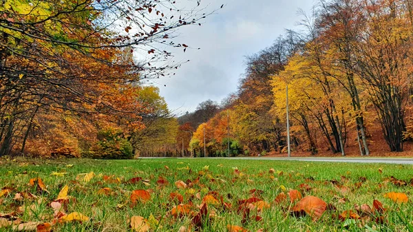 Floresta Outono Todas Cores Das Folhas Outono Floresta — Fotografia de Stock