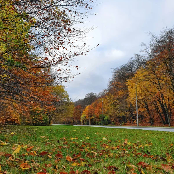 秋天的森林森林里秋天树叶的所有颜色 — 图库照片