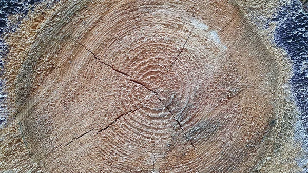 Drzewa Pocięte Kawałki Lesie Zbliżenie — Zdjęcie stockowe