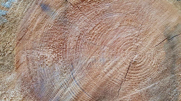 Alberi Tagliati Pezzi Nel Bosco Vicino — Foto Stock