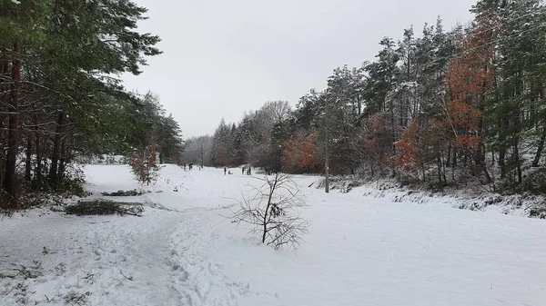 Прогулка Зимнем Заснеженном Лесу — стоковое фото