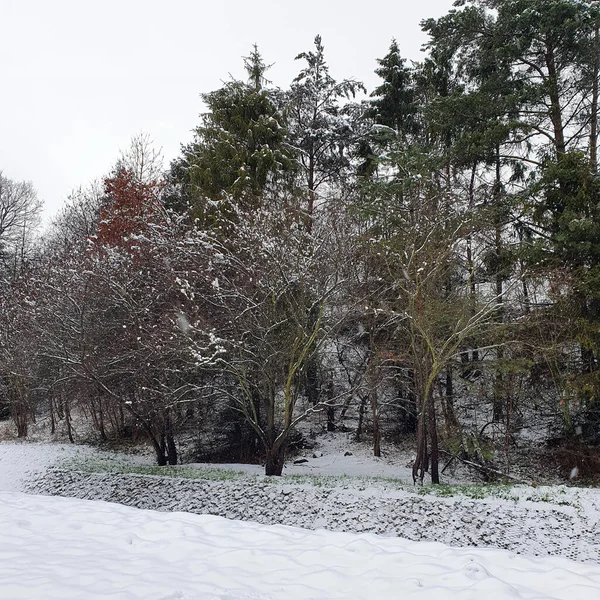 Caminhe Floresta Coberta Neve Inverno — Fotografia de Stock