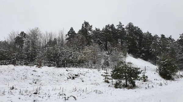 Spacer Zimowym Lesie Pokrytym Śniegiem — Zdjęcie stockowe