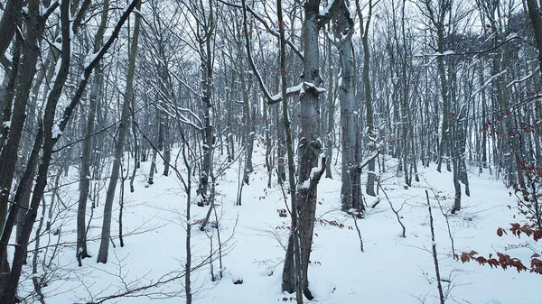 Winter forest. Street and sidewalk in a snowy forest, without people.