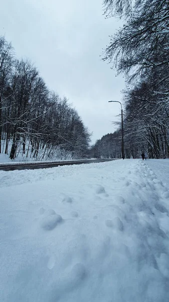 Winter forest. Street and sidewalk in a snowy forest, without people.