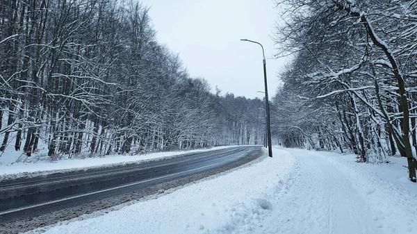 Зимовий Ліс Вулиця Тротуар Засніженому Лісі Людей — стокове фото