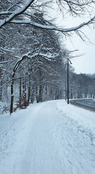Зимовий Ліс Вулиця Тротуар Засніженому Лісі Людей — стокове фото