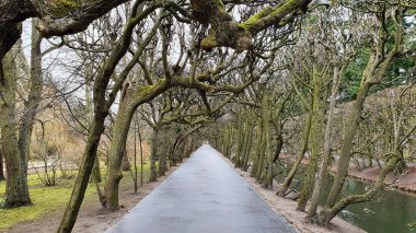 Polonya 'nın Gdansk kentindeki eski Oliwa parkındaki güzel ıhlamur yolu.