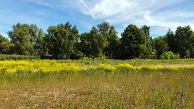 Ağaçların arasındaki çayırdaki kolza tohumu ve diğer yabani çiçekler.