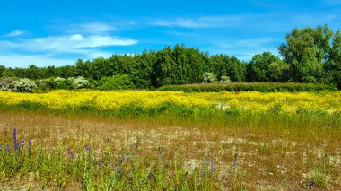 Ağaçların arasındaki çayırdaki kolza tohumu ve diğer yabani çiçekler.