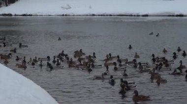 Kışın gölde ördekler