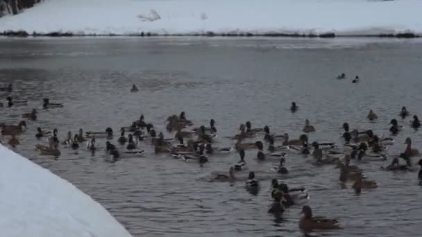 Patos en el lago en invierno — Vídeos de Stock