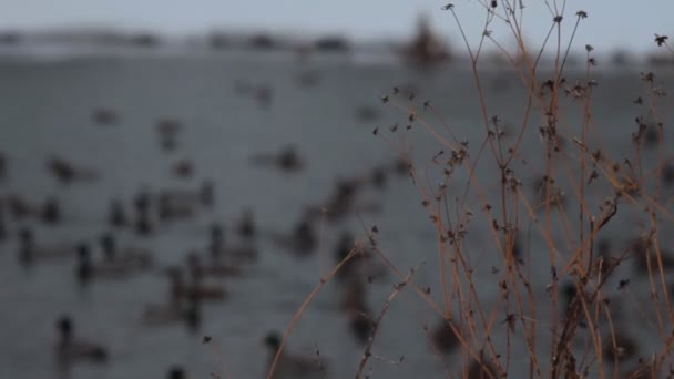Утки на озере зимой Стоковый Видеоролик