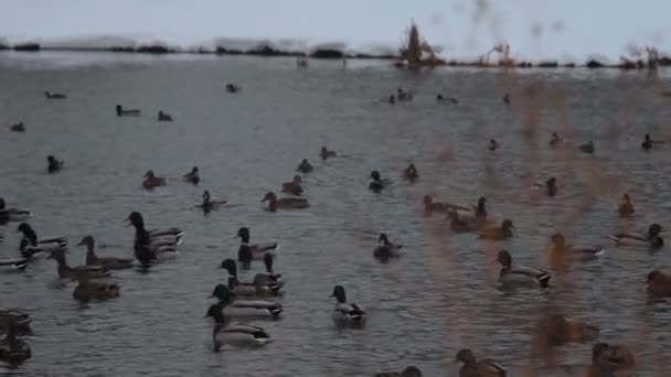 Enten auf dem See im Winter — Stockvideo