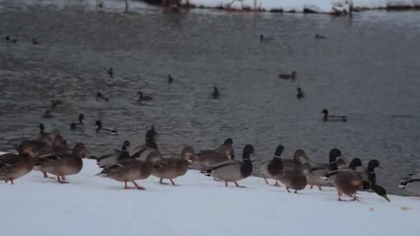 Enten auf dem See im Winter — Stockvideo