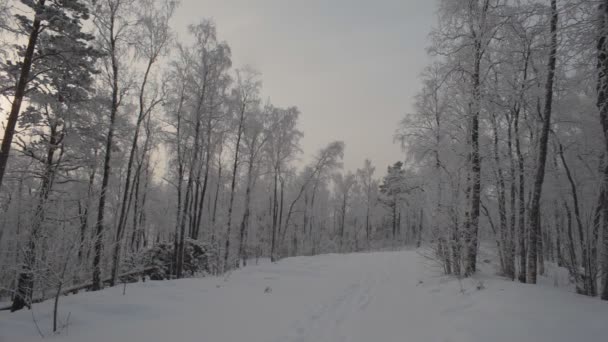 Дорога в зимовому лісі — стокове відео